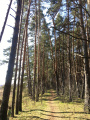 Дорожки на Лохином острове