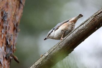 Фокусное расстояние: 600 мм; выдержка 1/320; диафрагма f/6.3; ISO 1000
