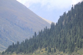 Густые еловые леса на склонах гор